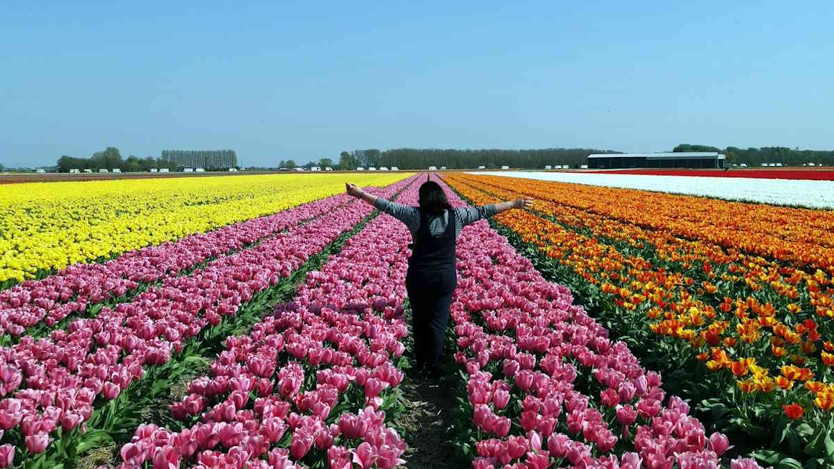 Keukenhof na Holanda – Planejamento completo de Amsterdam