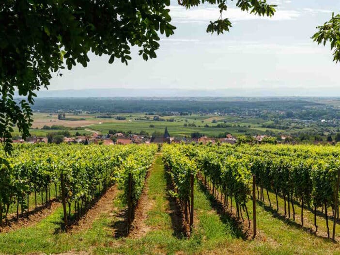 Schweigen-Rechtenbach, Alemanha - O que ver e coisas divertidas para fazer - Guia da Rota de Vinhos Alemã