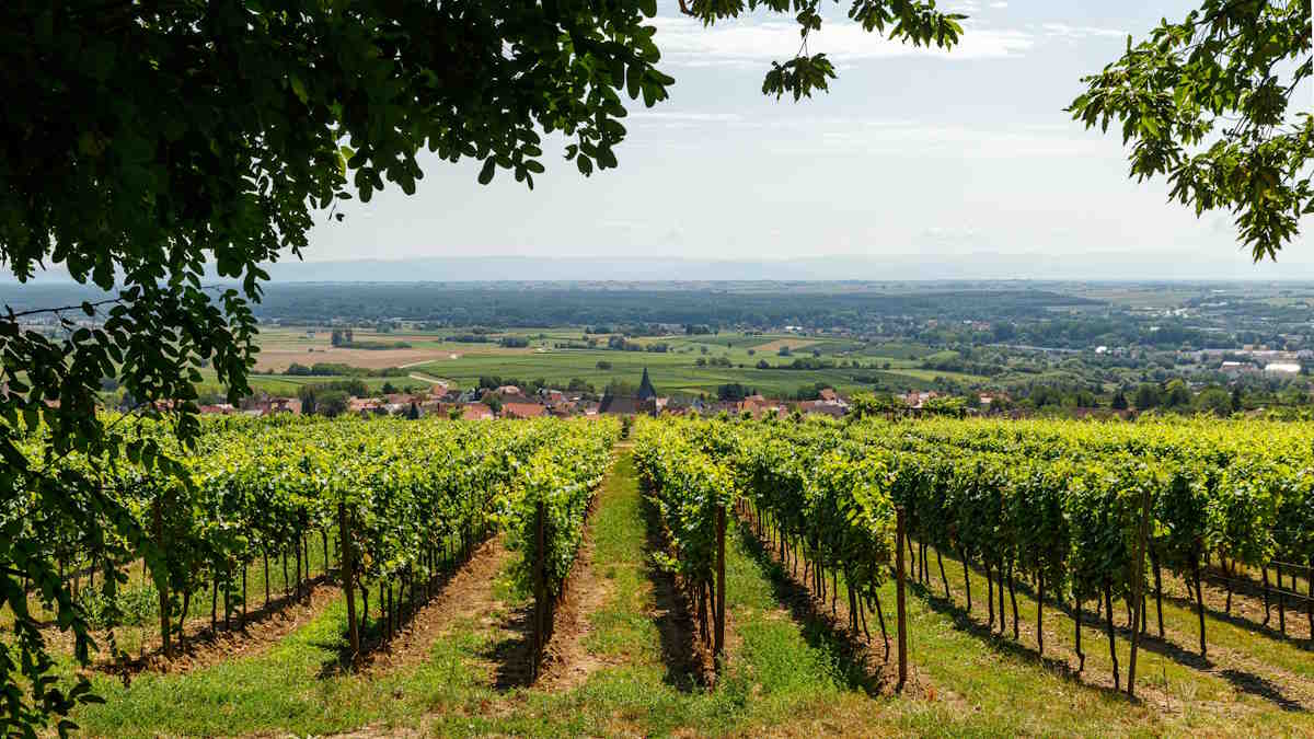 Schweigen-Rechtenbach, Alemanha - O que ver e coisas divertidas para fazer - Guia da Rota de Vinhos Alemã