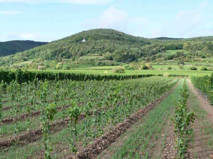 Deidesheim, Alemanha - O que ver e coisas divertidas para fazer - Guia da Rota de Vinhos