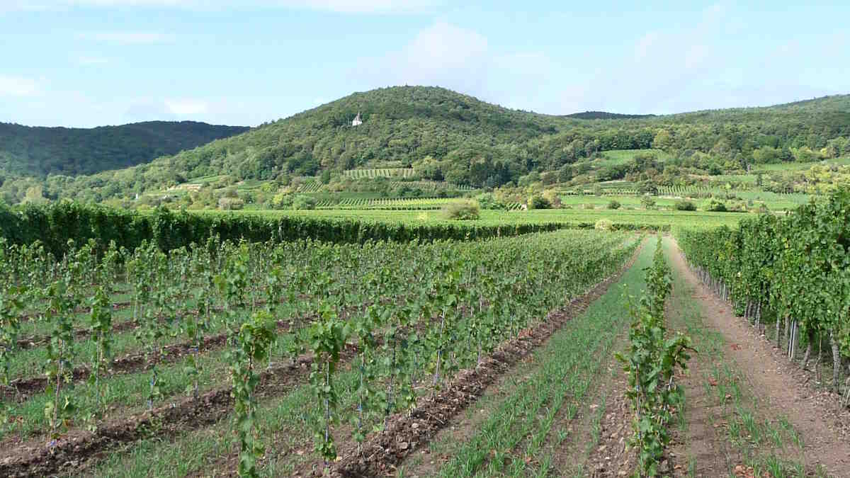 Deidesheim, Alemanha - O que ver e coisas divertidas para fazer - Guia da Rota de Vinhos