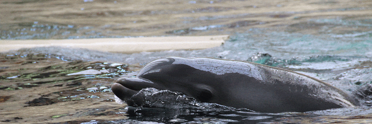 Zoo Duisburg - Golfinhos na Alemanha