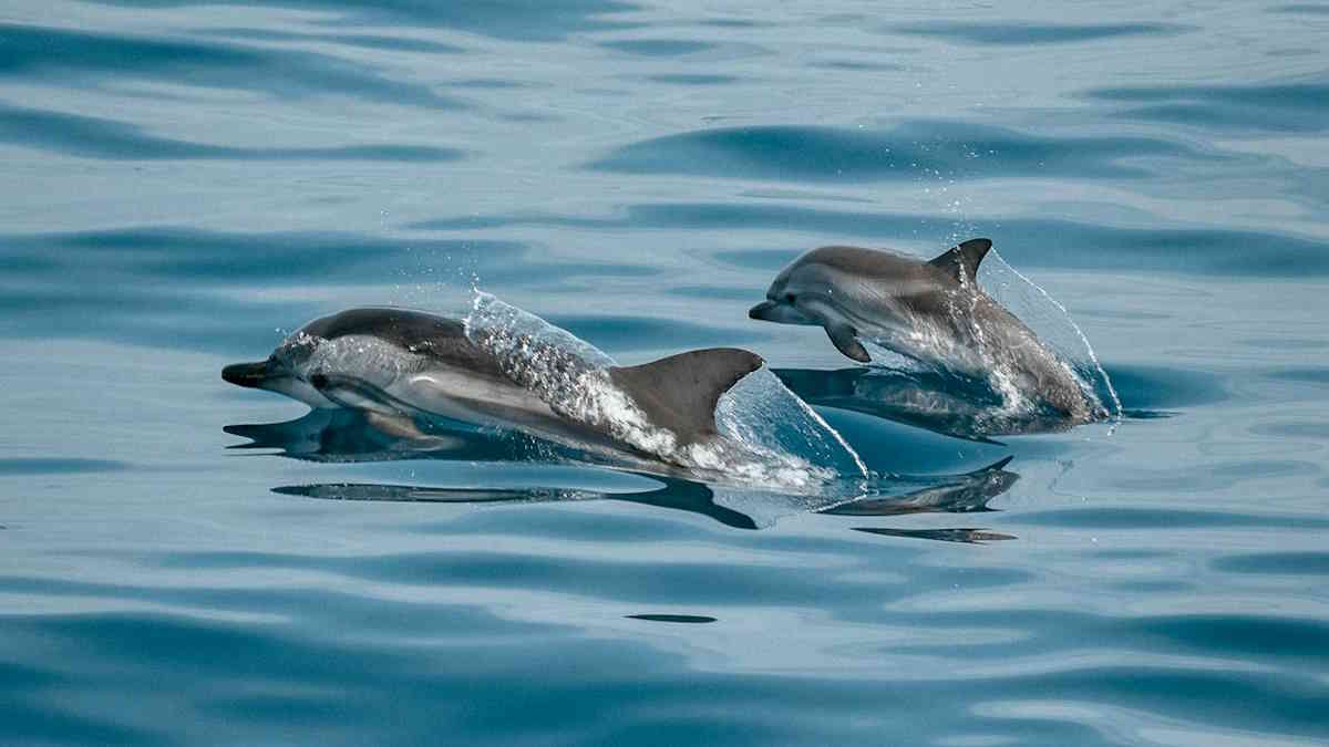 Where to See Dolphins in Germany - Travel Guide and Tips